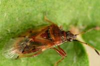 Kleidocerys resedae