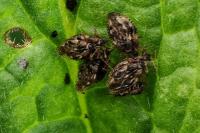 Dictyla humuli