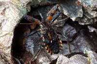 Rhynocoris annulatus