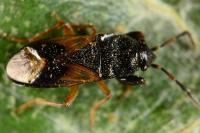 Megalonotus praetextatus