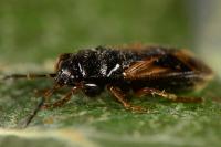 Megalonotus praetextatus