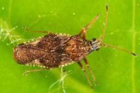 Physatocheila dumetorum