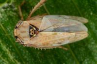 Dryodurgades reticulatus