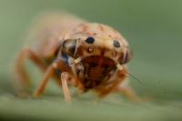 Dryodurgades reticulatus