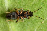 Ischnocoris angustulus