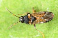 Ischnocoris angustulus