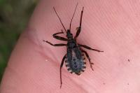 Rhynocoris annulatus