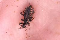 Rhynocoris annulatus