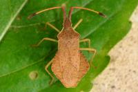 Syromastus rhombeus