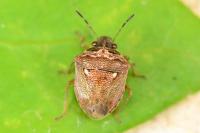 Eysarcoris ventralis
