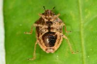 Eysarcoris ventralis