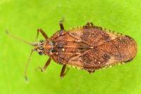 Physatocheila dumetorum