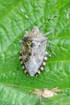 Rhaphigaster nebulosa