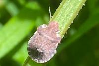 Dyroderes umbraculatus