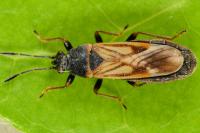 Ischnodemus sabuleti