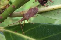 Gonocerus acuteangulatus