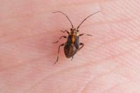 Capsodes sulcatus