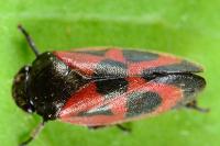 Haematoloma dorsata