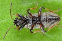 Heterogaster artemisiae