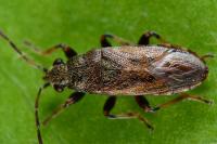 Heterogaster artemisiae