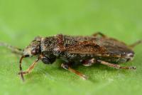 Heterogaster artemisiae