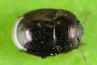 Thyreocoris scarabaeoides