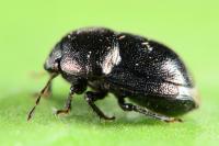 Thyreocoris scarabaeoides