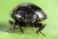 Thyreocoris scarabaeoides