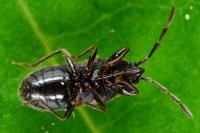 Tropistethus holosericus