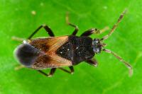 Tropistethus holosericus