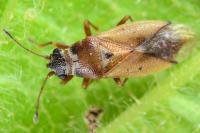 Cymus melanocephalus