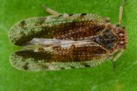 Tachycixius pilosus