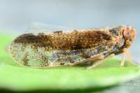 Tachycixius pilosus