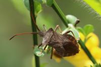 Coreus marginatus