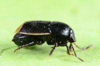 Legnotus limbosus