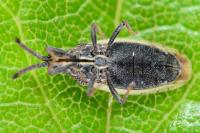 Catoplatus carthusianus