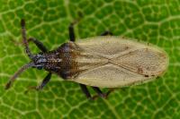 Catoplatus carthusianus