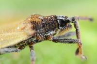 Catoplatus carthusianus