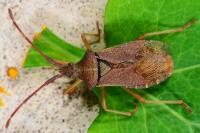 Gonocerus acuteangulatus