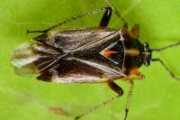 Harpocera thoracica