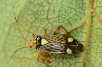 Rhabdomiris striatellus