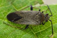 Heterocordylus tibialis