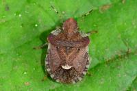 Dyroderes umbraculatus