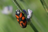 Cercopis vulnerata