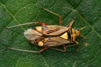 Rhabdomiris striatellus