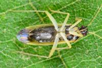 Phylus melanocephalus