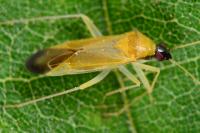 Phylus melanocephalus