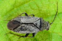 Heterocordylus tibialis