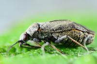 Heterocordylus tibialis