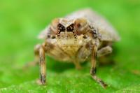 Issus coleoptratus